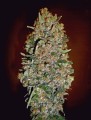 Auto Chocolate Skunk Feminise