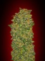 Chocolate Kush Feminise