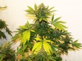 Sweet Tooth Auto Feminise