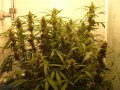 Green Crack Auto Feminise