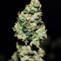 Green Crack Auto Feminise