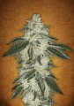 Green Crack Auto Feminise