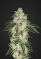 Green Crack Auto Feminise