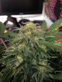 Green Crack Auto Feminise