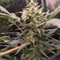 Green Crack Auto Feminise