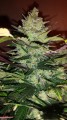 Green Crack Auto Feminise
