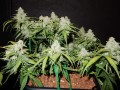 Green Crack Auto Feminise