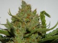 Green Crack Auto Feminise