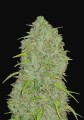 Original Auto Jack Herer Feminise