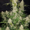 Original Auto Jack Herer Feminise