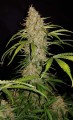 Original Auto Jack Herer Feminise