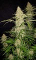 Original Auto Jack Herer Feminise