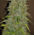 Original Auto Jack Herer Feminise