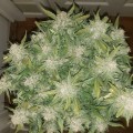 Original Auto Sour Diesel Feminise