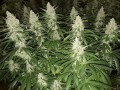 Blackberry Gum Auto Feminise