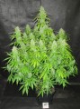 Blackberry Gum Auto Feminise