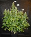 Blackberry Gum Auto Feminise