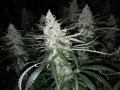 Blackberry Gum Auto Feminise