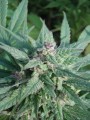 Serious-Seeds-Serious6-outdoor-uprawa-marihuana-2.JPG