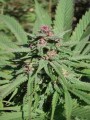 Serious-Seeds-Serious6-outdoor-uprawa-marihuana-3.JPG