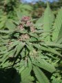 Serious-Seeds-Serious6-outdoor-uprawa-marihuana-4.JPG
