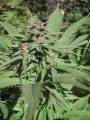 Serious-Seeds-Serious6-outdoor-uprawa-marihuana-5.JPG