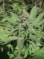 Serious-Seeds-Serious6-outdoor-uprawa-marihuana-6.JPG