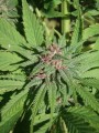 Serious-Seeds-Serious6-outdoor-uprawa-marihuana-7.JPG