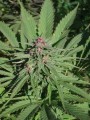 Serious-Seeds-Serious6-outdoor-uprawa-marihuana-8.JPG