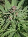 Serious-Seeds-Serious6-outdoor-uprawa-marihuana-9.JPG