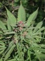 Serious-Seeds-Serious6-outdoor-uprawa-marihuana-10.JPG