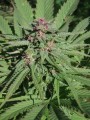 Serious-Seeds-Serious6-outdoor-uprawa-marihuana-11.JPG