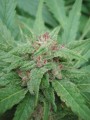 Serious-Seeds-Serious6-outdoor-uprawa-marihuana-12.JPG