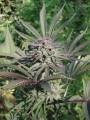 Serious-Seeds-Serious6-outdoor-uprawa-marihuana-13.JPG