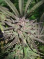 Serious-Seeds-Serious6-outdoor-uprawa-marihuana-14.JPG