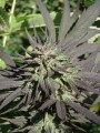 Serious-Seeds-Serious6-outdoor-uprawa-marihuana-15.JPG