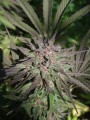 Serious-Seeds-Serious6-outdoor-uprawa-marihuana-17.JPG