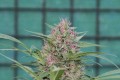 Serious-Seeds-Serious6-outdoor-uprawa-marihuana-20.JPG