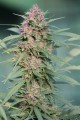 Serious-Seeds-Serious6-outdoor-uprawa-marihuana-21.JPG