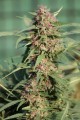 Serious-Seeds-Serious6-outdoor-uprawa-marihuana-22.JPG