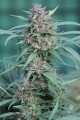 Serious-Seeds-Serious6-outdoor-uprawa-marihuana-23.JPG
