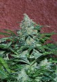 Amnesia Ryder Auto Feminise 