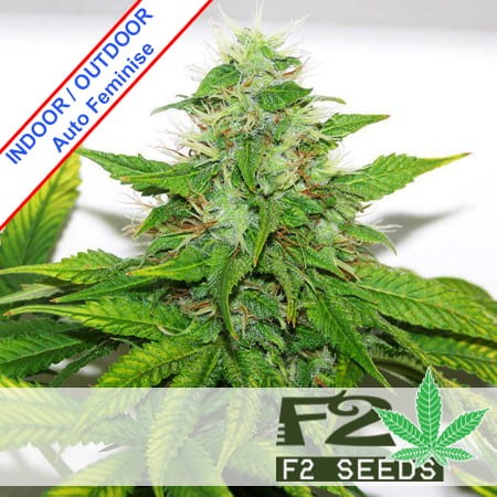 AK 47 x Critical Auto Feminise