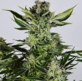Black Domina x Early Skunk Feminise