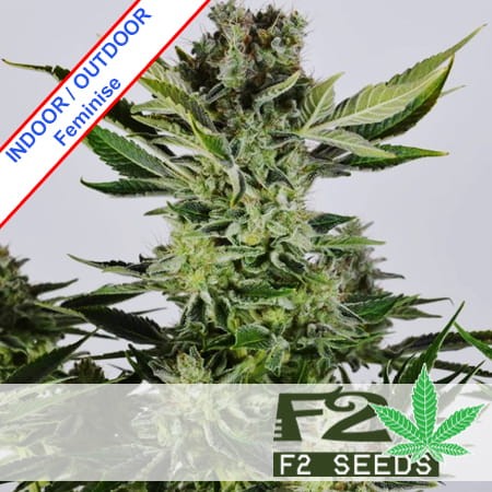 Black Domina x Early Skunk Feminise