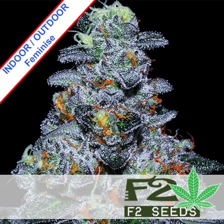 Black Domina x Critical Fast Version Feminise