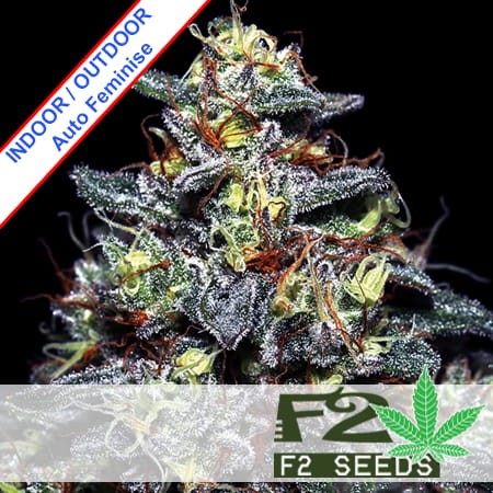 Super Skunk Auto Feminise
