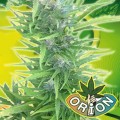 Black Master#2 Auto Feminise