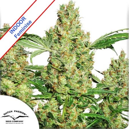 Power Plant Feminise