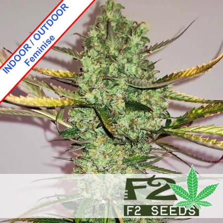 Critical Fast Version Feminise